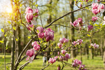 Beautiful flowering Magnolia soulangeana tree in spring garden at dawn. Pink flowers on leafless...
