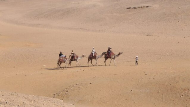 camel caravan goes through the desert