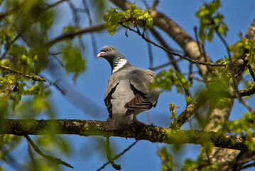 Pigeon sitting on a branch