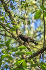 Star sitting on a branch