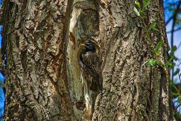 A star feeds his baby bird