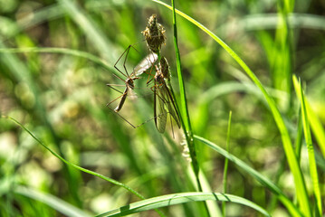 Two meadow snake closeup on a blade of grass