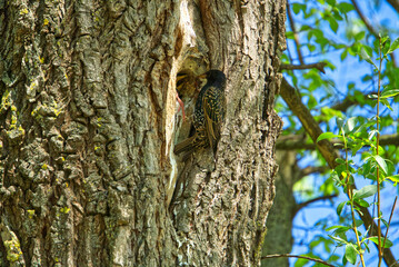 A star feeds his baby bird