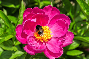 Bumblebee collects pollen on a peony