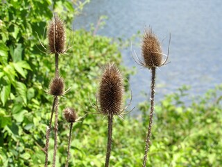 thistle in the grass