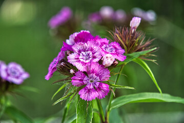 Purple bearded carnation closeup with blurred background