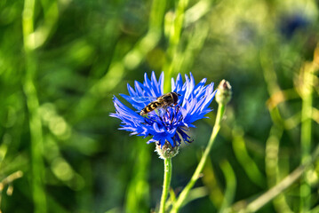 A hoverfly eats nectar on a blue cornflower 