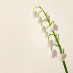 lilies of the valley background. elegant background with flowers on a light blue background