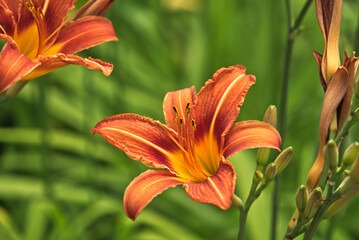 Beautiful daylily with green background  © Andreas