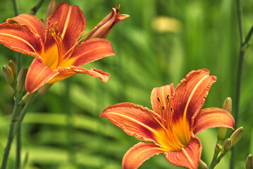 Beautiful daylily with green background  © Andreas