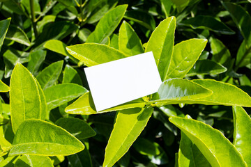 Flat card on tropical leaves outside for web background design. White isolated background. Abstract landscape background. Happy holiday. Web banner template. Natural beauty.