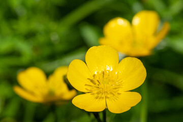 Creeping buttercup (ranunculus repens) flowers in bloom