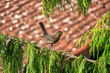 Bird sitting on a branch