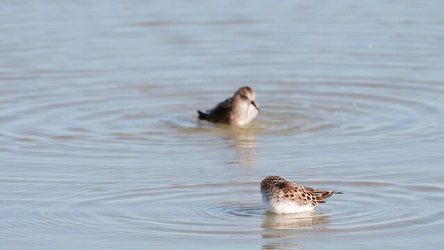 Little stint Calidris minuta in the wild. Bathing birds.