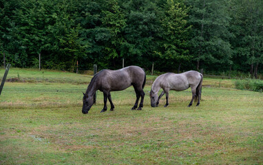 Horses in the pasture in the rain. Polish horse resistant to difficult conditions. Green grass in the pasture. The breeding of horses of the Polish Konik breed.