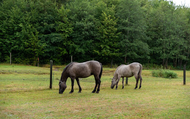 Naklejka na ściany i meble Horses in the pasture in the rain. Polish horse resistant to difficult conditions. Green grass in the pasture. The breeding of horses of the Polish Konik breed.