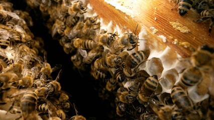 Bees crawling over the cells and waving their fragile wings. Macro shot of bee colony working on...