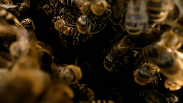 Bees Close-up Inside The Honeycomb. Bees Inside The Beehive. Honeycomb Close Up. Bee Colony In Hive Macro. Macro Shot Of A Bee Frame. Slow Motion.