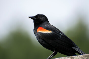 red winged blackbird