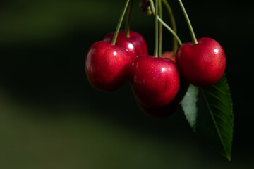 Bright red ripe cherries just picked against a dark and green background