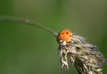 Close-up of a red ladybug sitting on a blade of grass, at the edge of the photo, against a green background. There is a lot of space for text.