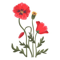 Vector botanical illustration of poppies. Isolated objects of white. Bright colorful flowers for prints, fabrics and backgrounds. Vivid colors. Hand drawn flat doodle illustration 