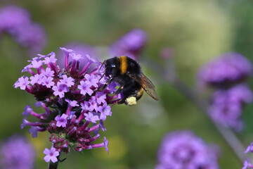Hummel (Bombus spec.) an Argentinischem Eisenkraut
