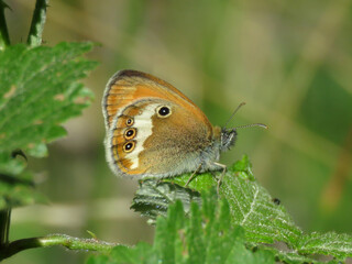 butterfly named Coenonympha arcania on bush leaves