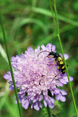 Gefleckter Schmalbock auf einer Acker-Witwenblume