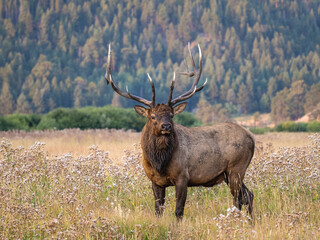 Bull elk standing in a meadow during the fall rut