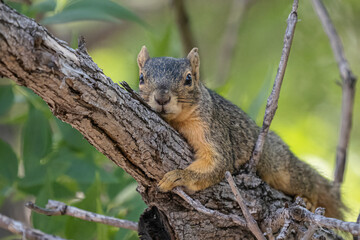 Naklejka na ściany i meble squirrel resting on a branch 