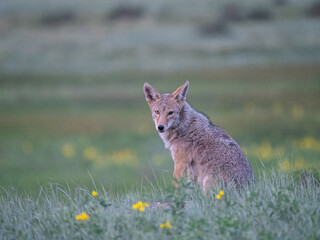 Coyote looking at the viewer in a field