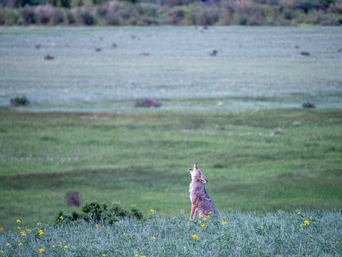 Coyote howling in the early morning