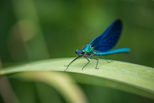 blue dragonfly on a green leaf