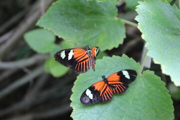 Black and orange butterflies on leaf	