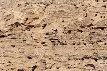 ściana z piasku z gniazdami jaskółek