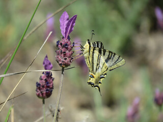 natural background of butterfly called Iphiclides feisthamelii on the wild flower called lavender