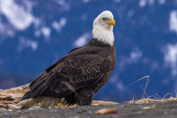Bald eagle perches while searching for next meal.