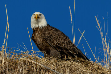 Bald eagle is America's best know raptor.