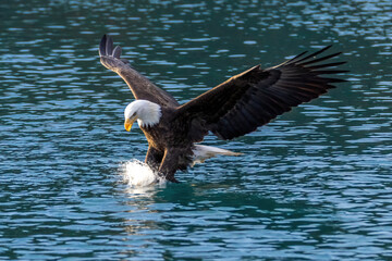 Bald eagle captures fish with strong talons.