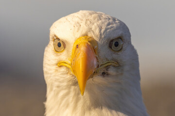 Bald eagle is America's national symbol.