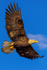 Bald eagle soars overhead in search of food.