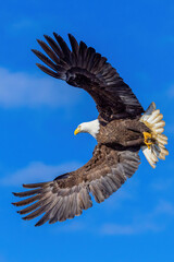 bald eagle in flight