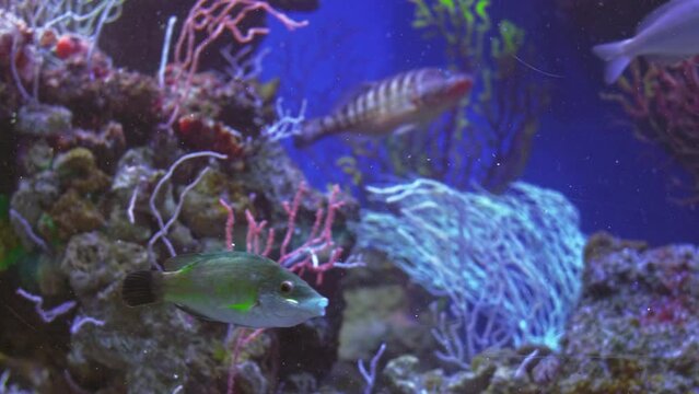 Mediterranean Smarida swims in among colorful corals in blue water, mendola swims in a big flock together, family and flock concept