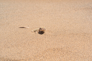 toadhead agama lizard quickly dug into the sand vibrating with its whole body
