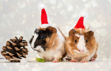 Holiday Pets Christmas cute guinea pig in red Santa Hat on white shiny gold sparkles background