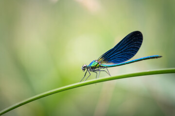 blue dragonfly on a blade - obrazy, fototapety, plakaty