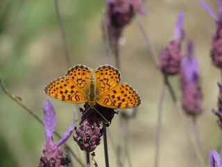 natural background of butterfly called Brenthis hecate on the wild flower called lavender