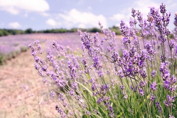 lavender field in region
