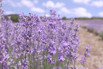 lavender field region